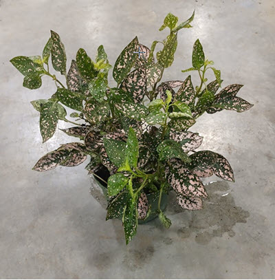 6" Hypoestes Pink Splash